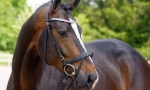 Holstet horse